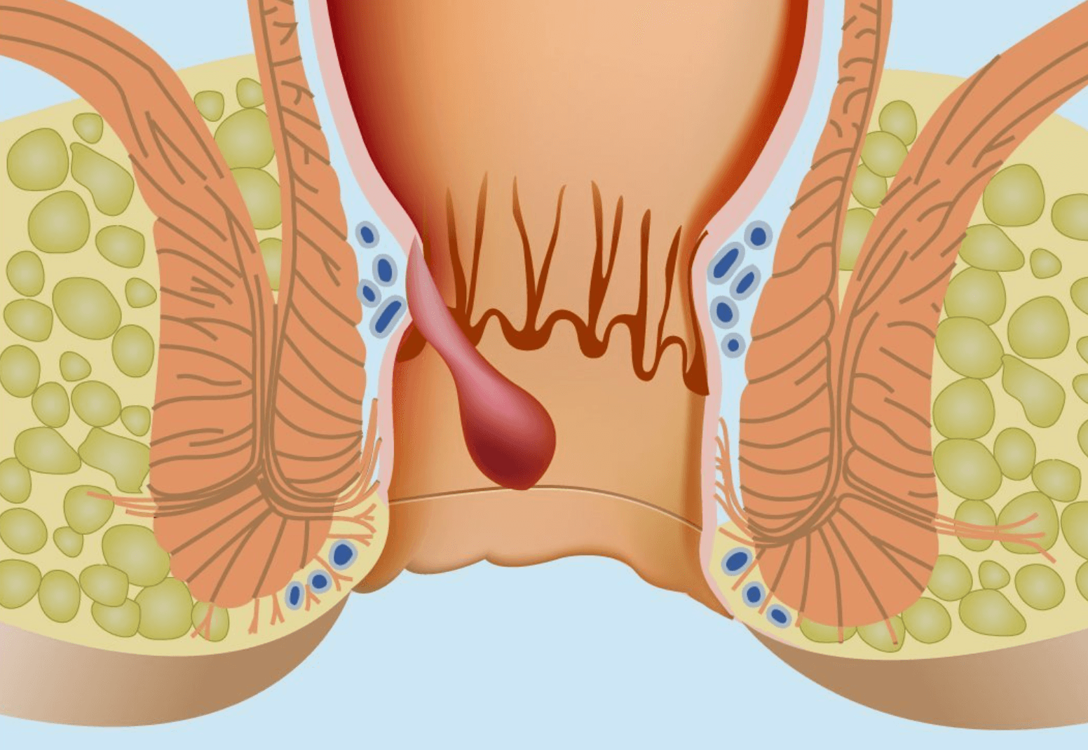 anal-apse
