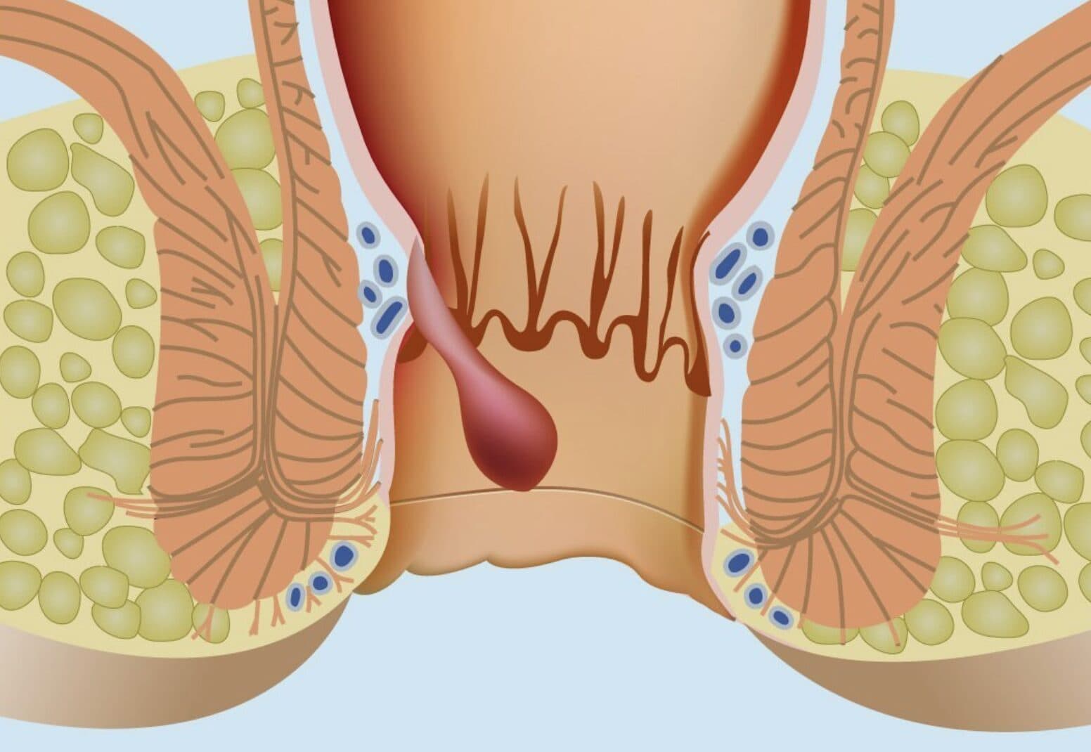 anal-apse