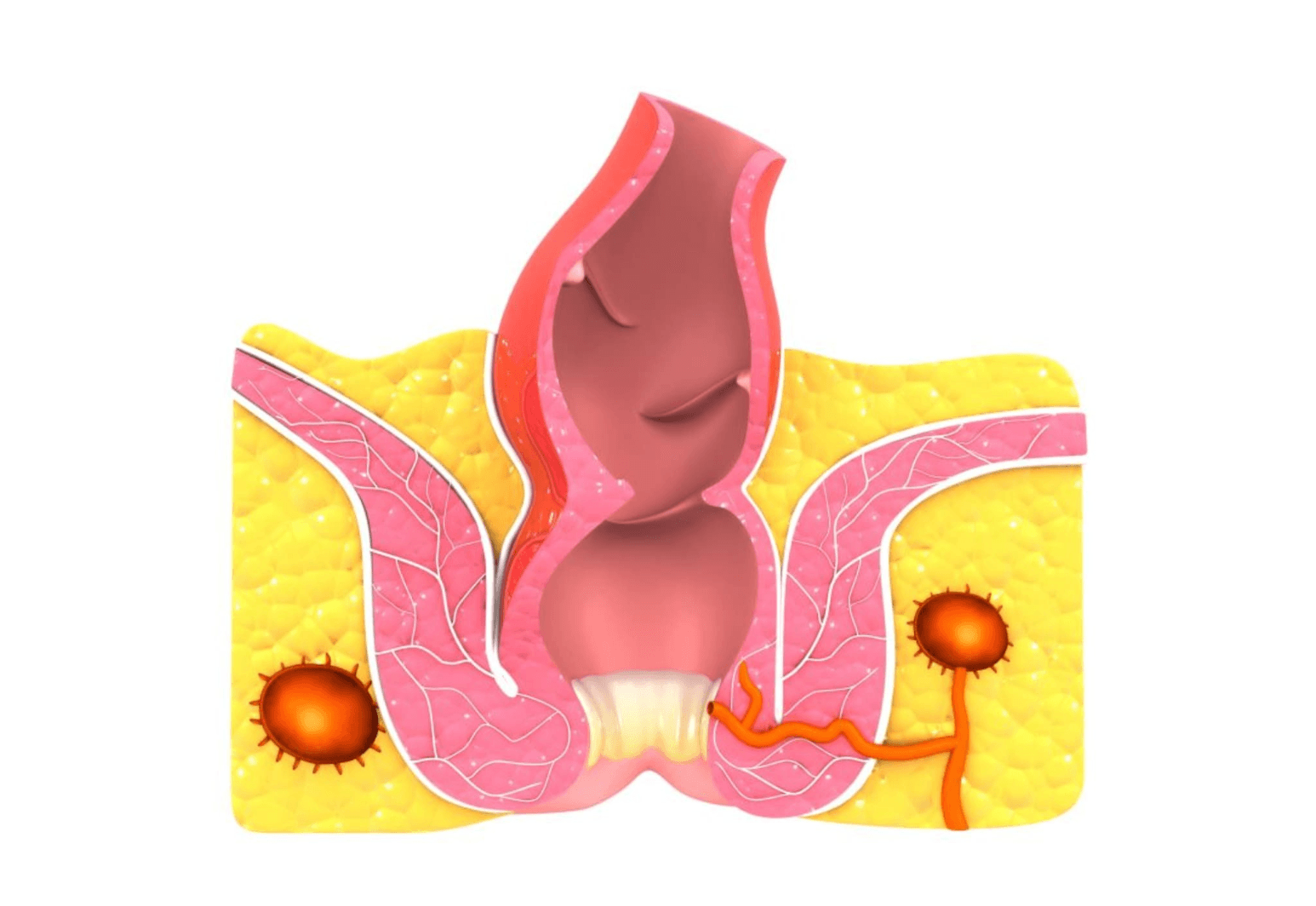 anal-apse