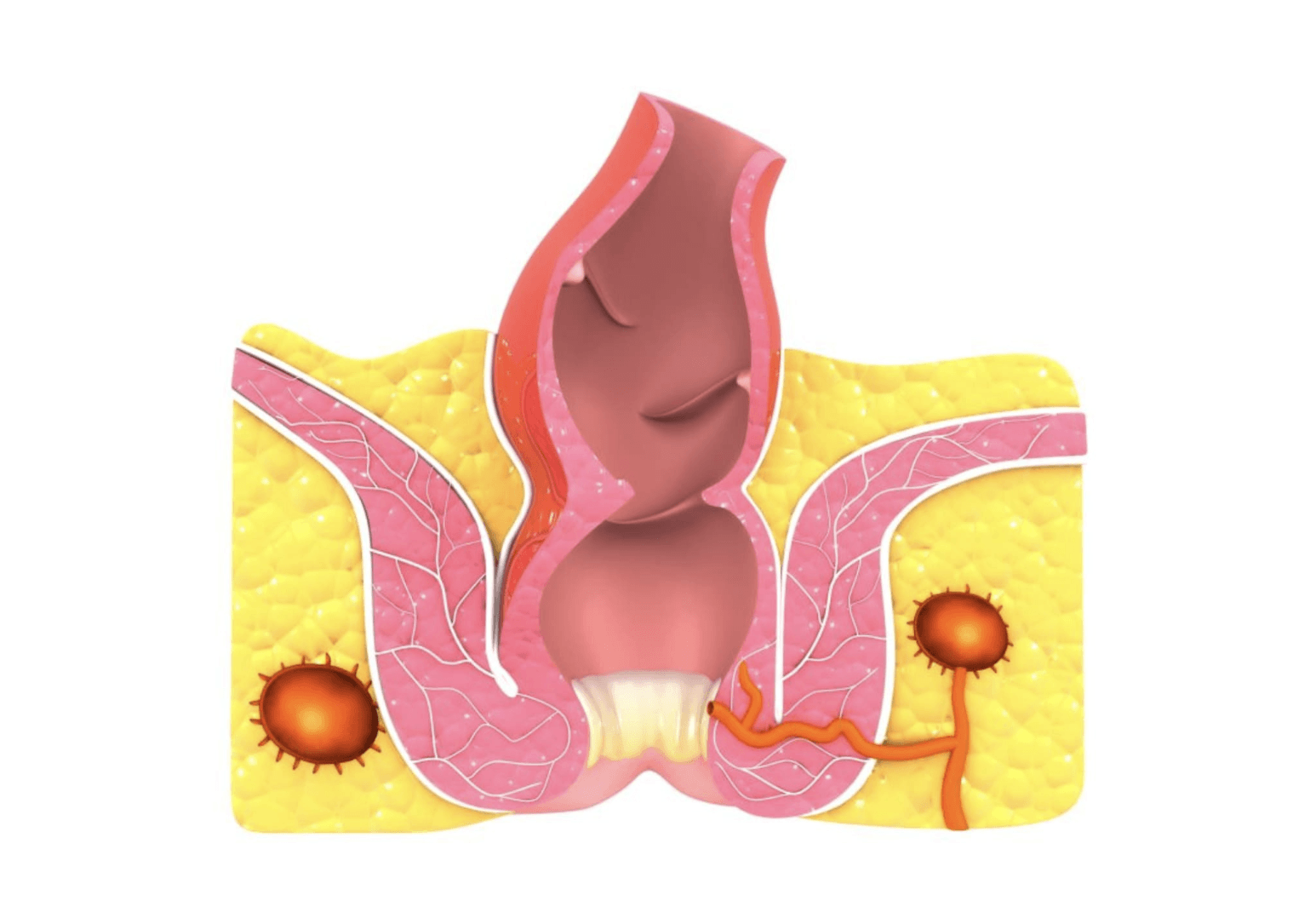 anal-apse