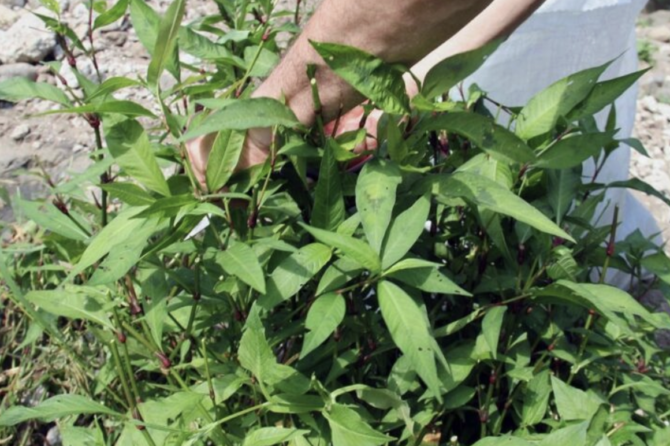 Cilat bimë janë të mira për hemorroidet?