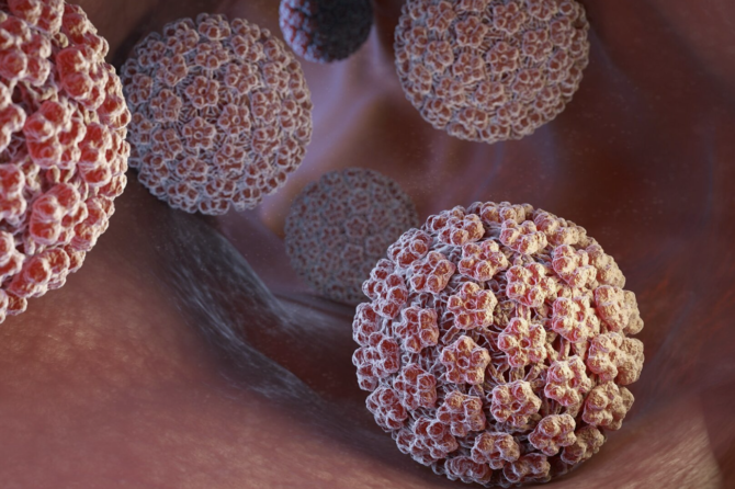 Quelles sont les Voies de Transmission du HPV ?